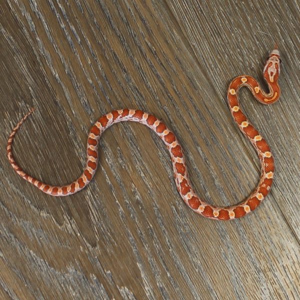 Ultramel-Corn-Snake-e1476012749523-1