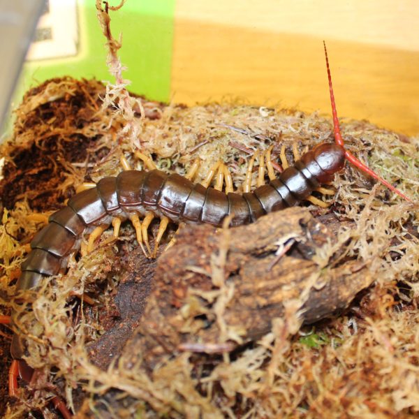 Vietnam Giant Centipede - Scolopendra dehanni