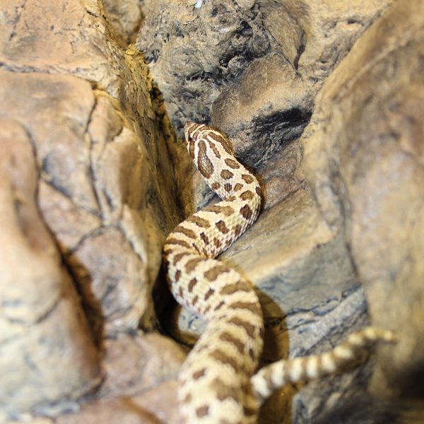 Western-Hognose-snake-1-e1471957633695-1