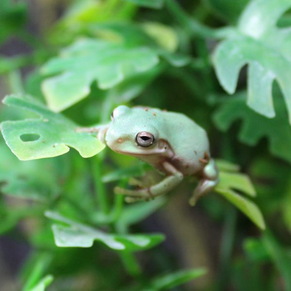 Whites Tree Frogs - Litoria caerulea