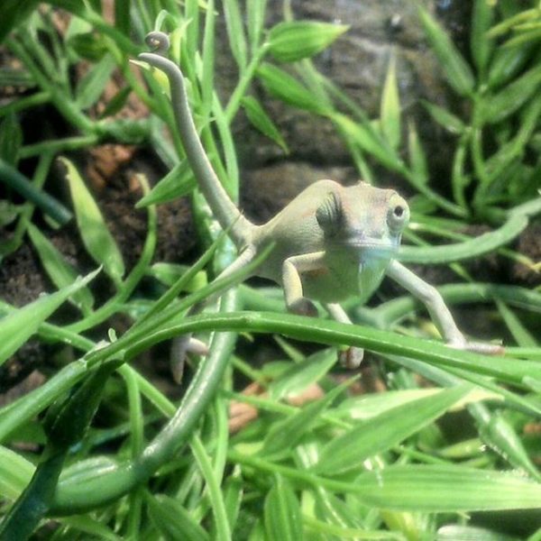 Yemen-Chameleon-1