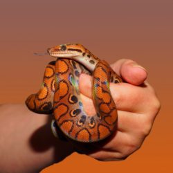 animal-hand-rainbow-boa-34426