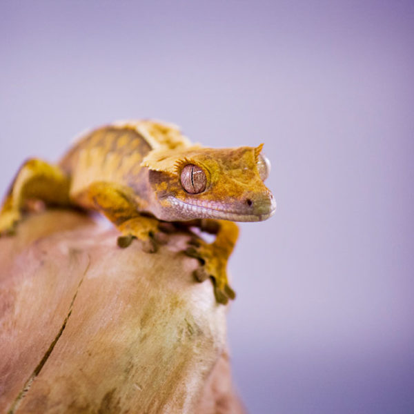 Crested Gecko: A vibrant reptile with striking patterns and colours, perched on a branch. Its eyes are alert, and its tail curls gracefully. This gecko species is native to southern New Caledonia and is omnivorous, enjoying a diet of insects, fruit, and nectar. At Evolution Reptiles, we provide the best care for these fascinating creatures, ensuring their health and well-being