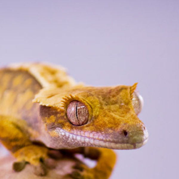 Flame Crested Geckos - Correlophus ciliatus