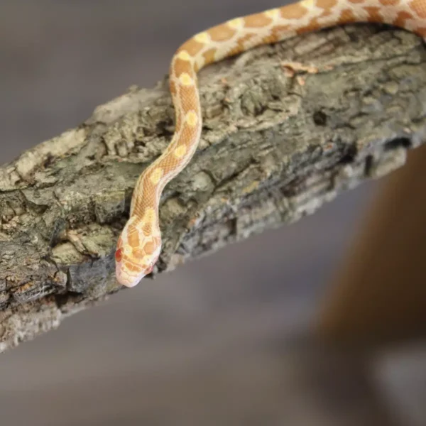 Butter Corn Snake