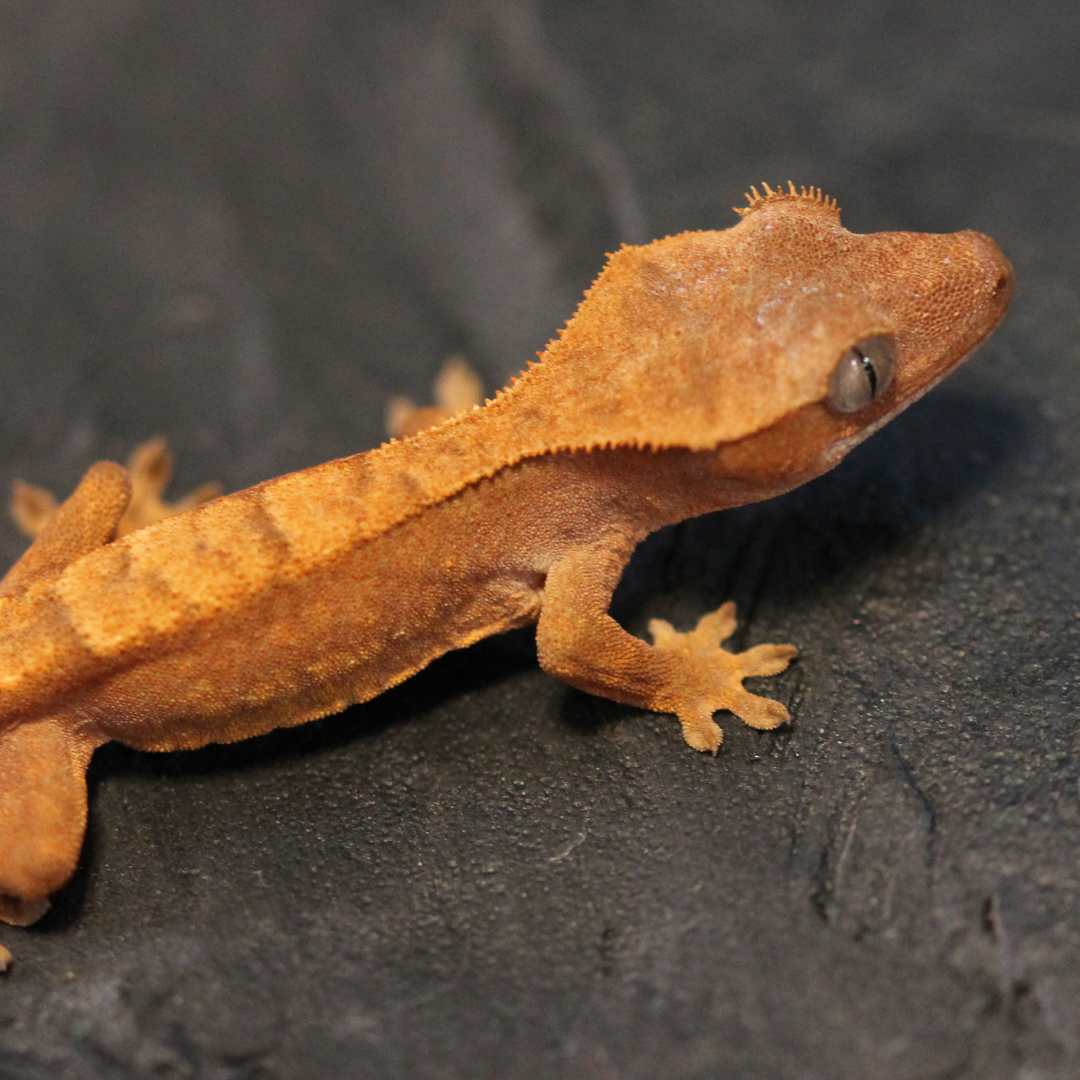 Flame Crested Gecko