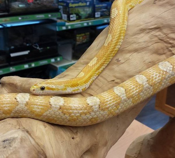 Gold dust corn snake