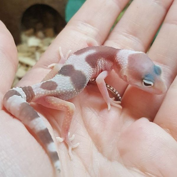 Mack snow leopard gecko (2)