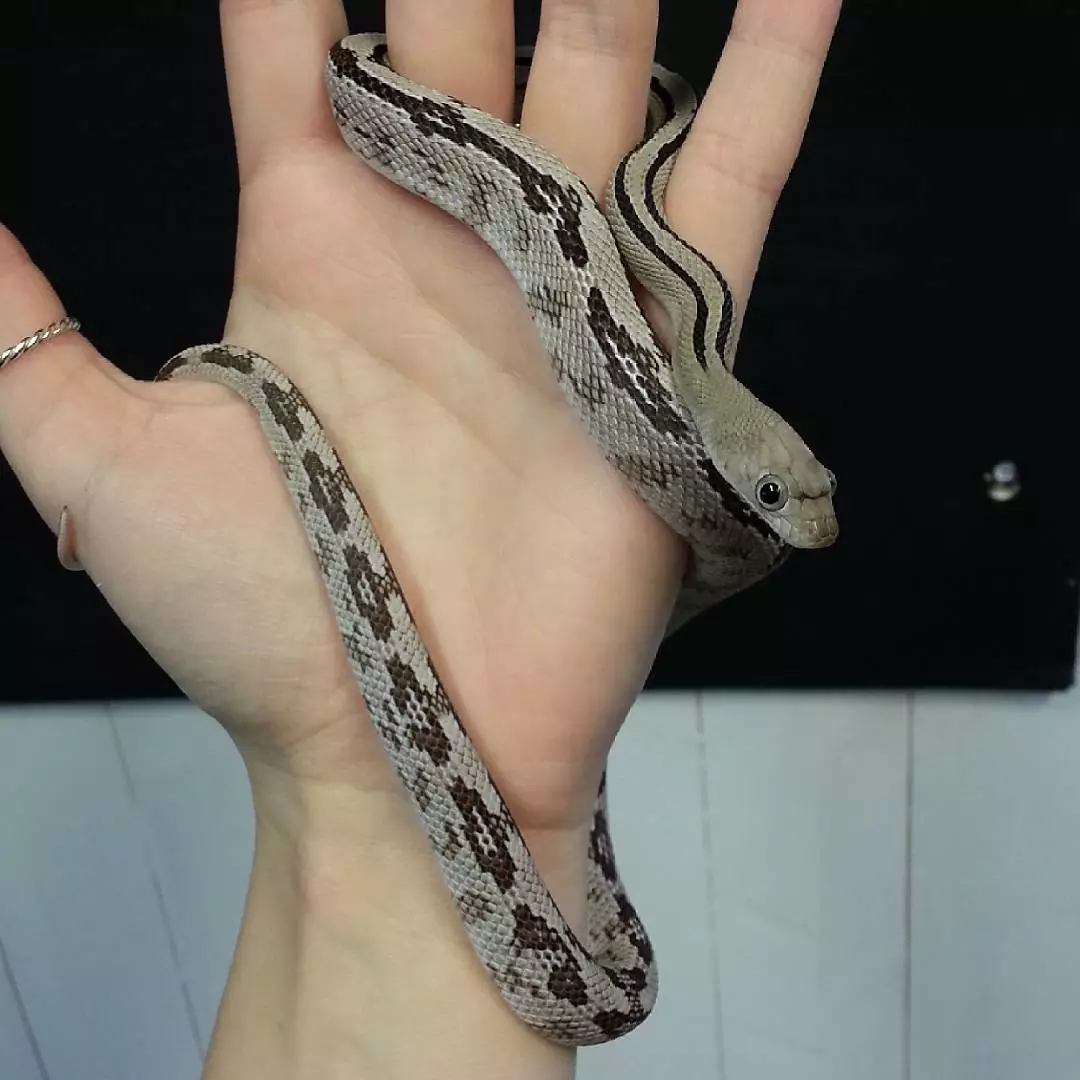 Trans Pecos Rat Snake