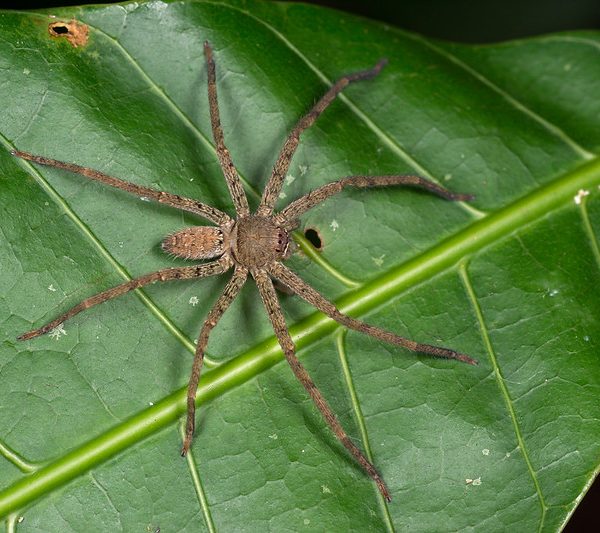 Huntsman Spider