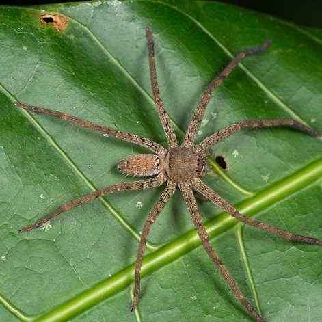 Huntsman Spider