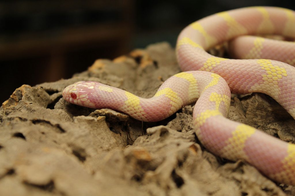 Albino-Californian-King-Snake-2