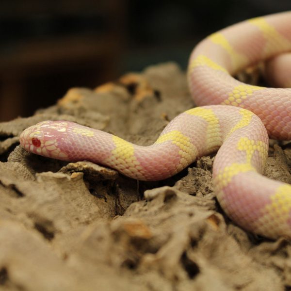 Albino-Californian-King-Snake-2