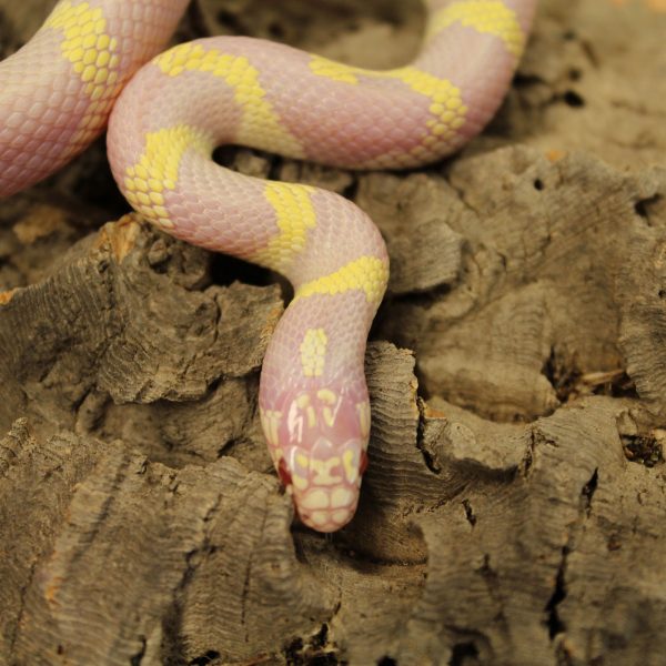 Albino-Californian-King-Snake-3