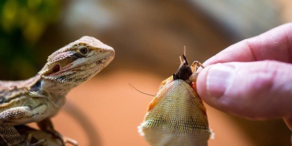 Reptile Food Bundles