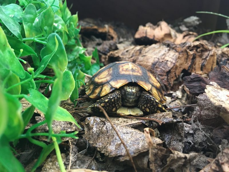 Bells-Hingeback-Tortoise-3-e1530698115366