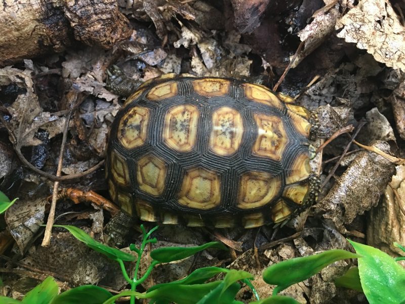 Bells-Hingeback-Tortoise-4-e1530698131524