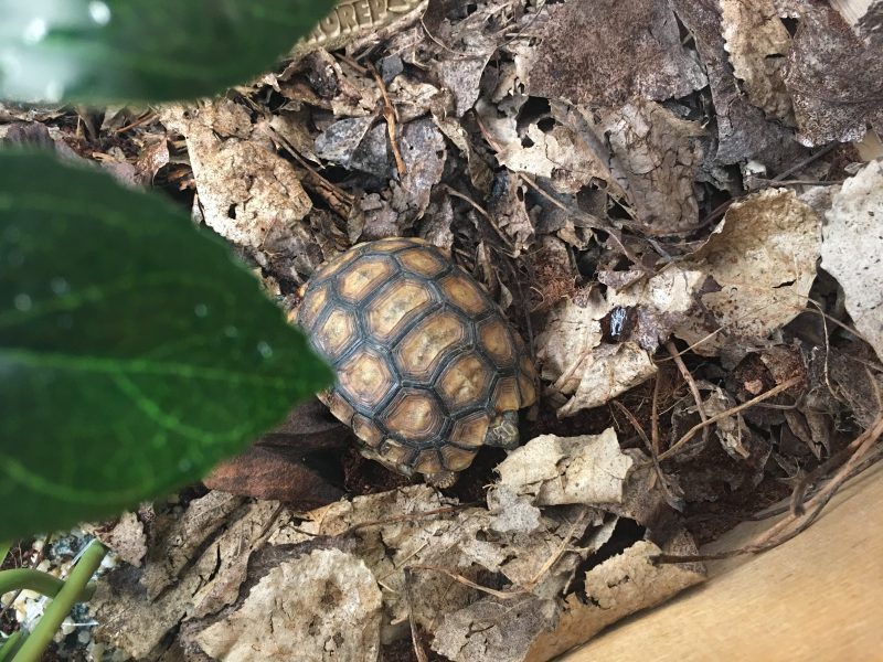 Bells-Hingeback-Tortoise-e1530698075601