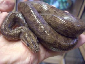 Columbian Rainbow Boa