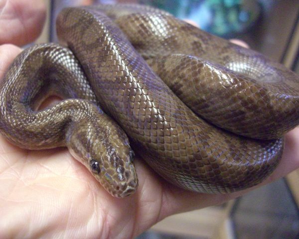 Columbian Rainbow Boa