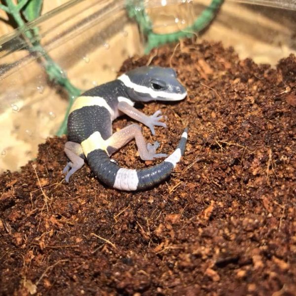 East indian Leopard gecko