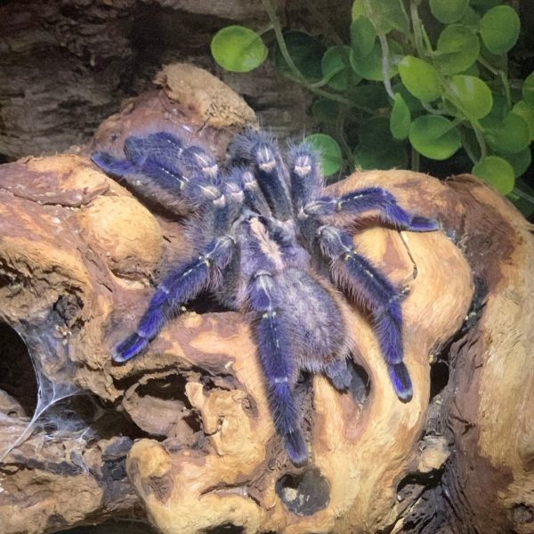 Gooty Ornamental