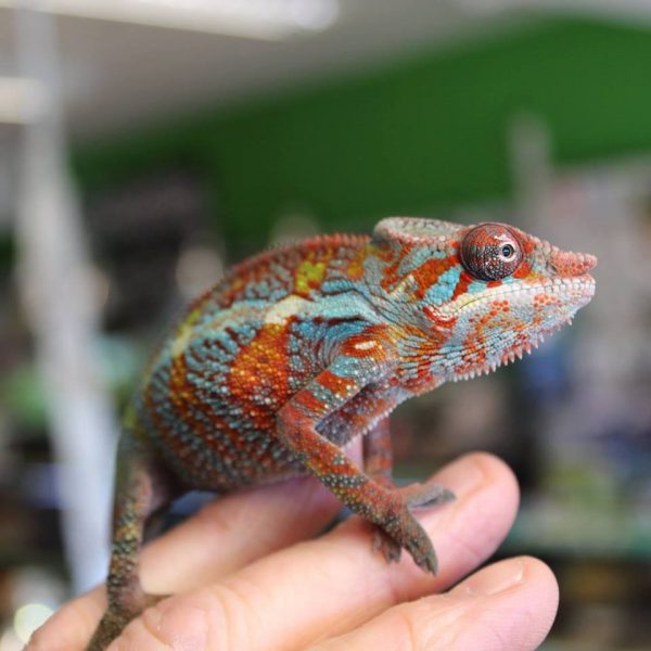 Hector-the-panther-chameleon