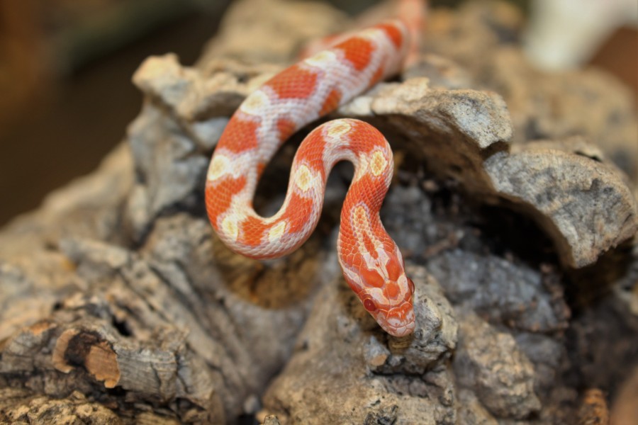 High-White-Creamsicle-Corn-Snake-e1457817423579