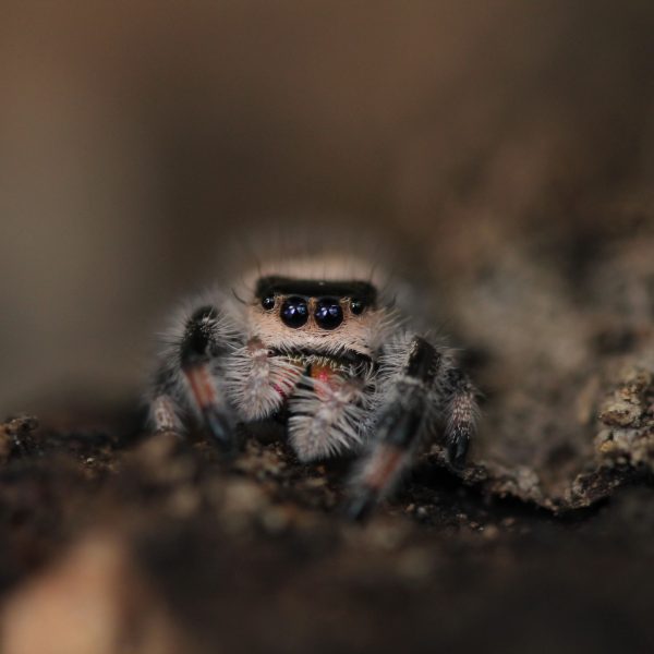 Regal Jumping Spider