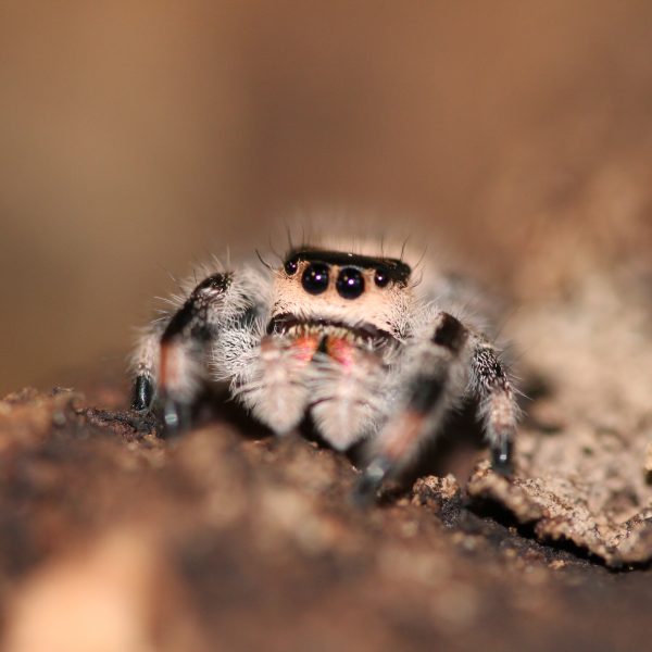 Regal Jumping Spider