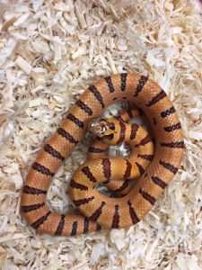 Orange Peach Thayers King snake