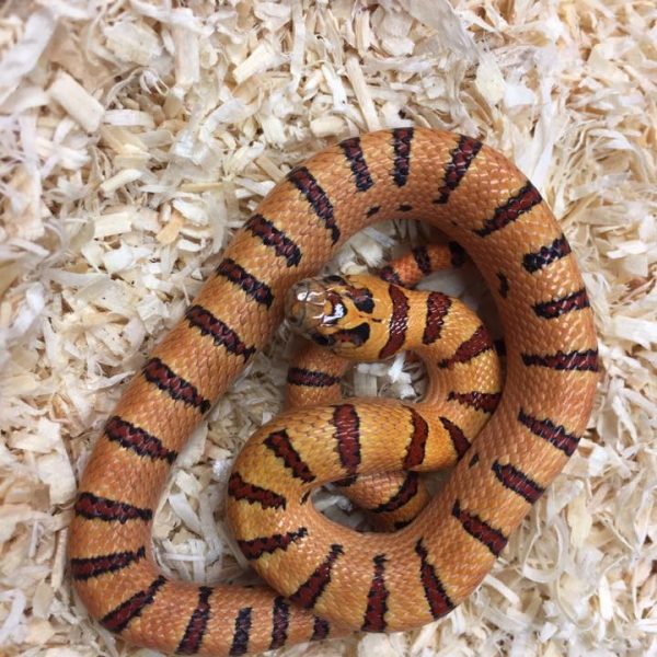 Orange Peach Thayers King snake