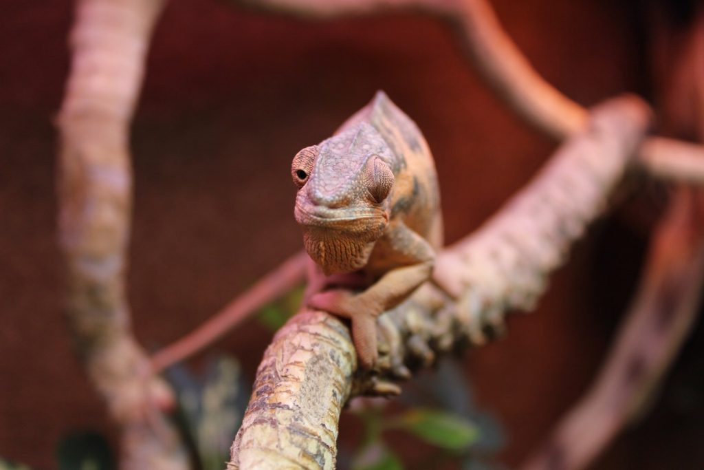 Panther-Chameleon-Female