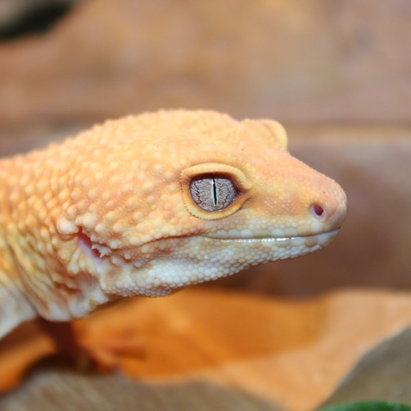 Rainwater-albino-adult-Leopard-gecko-e1460194207834