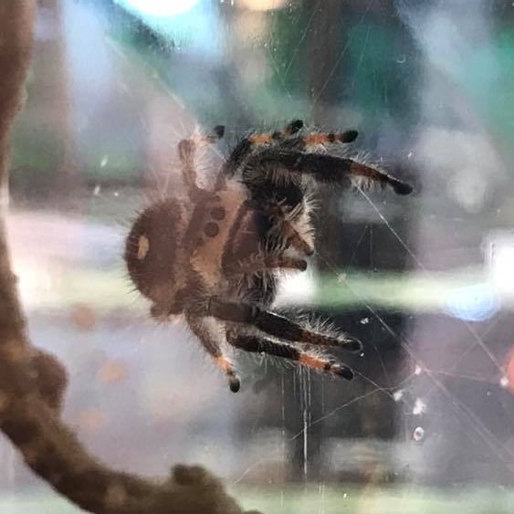 Regal Jumping Spider (2)