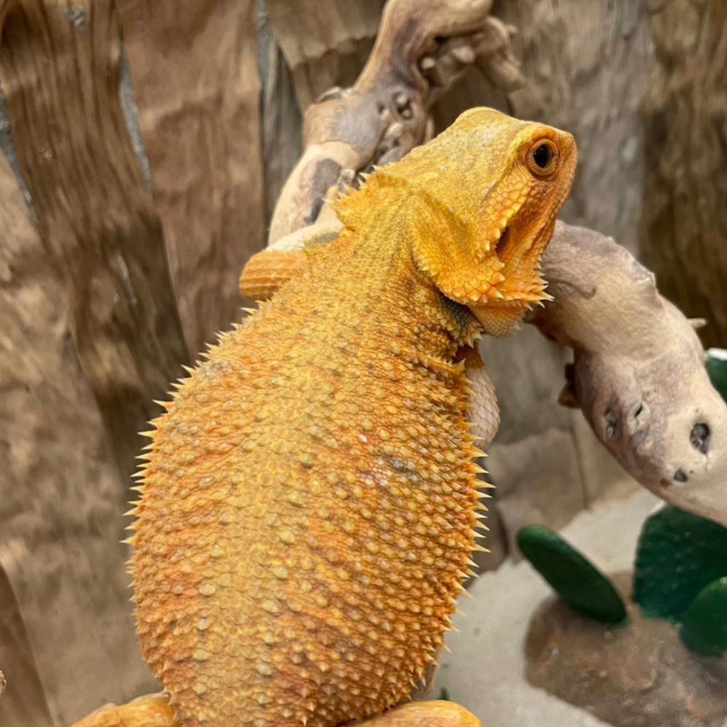 Translucent Bearded Dragon