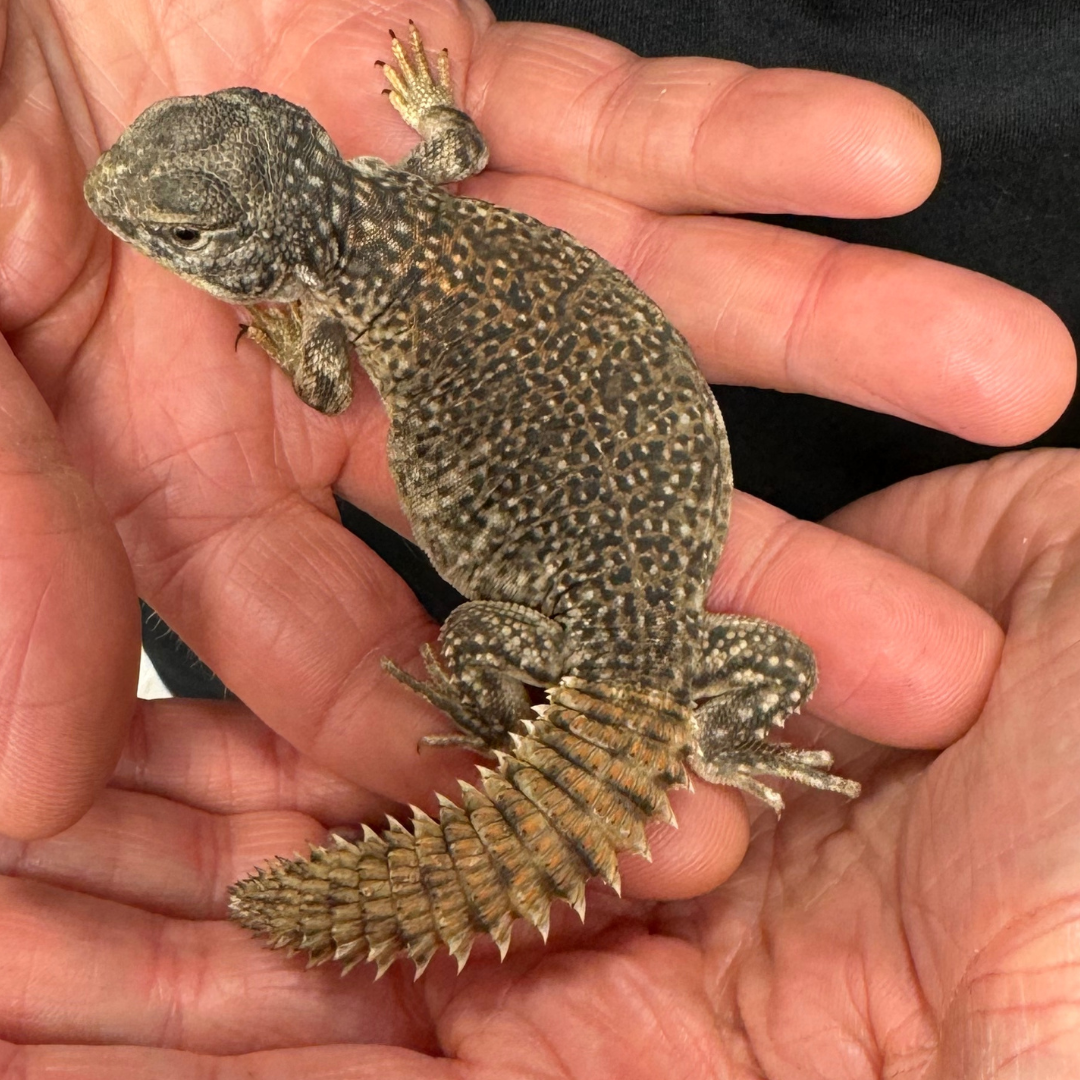 Uromastyx