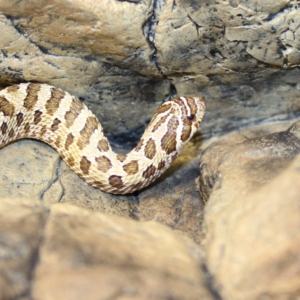 Western-Hognose-Snake-e1457967040733