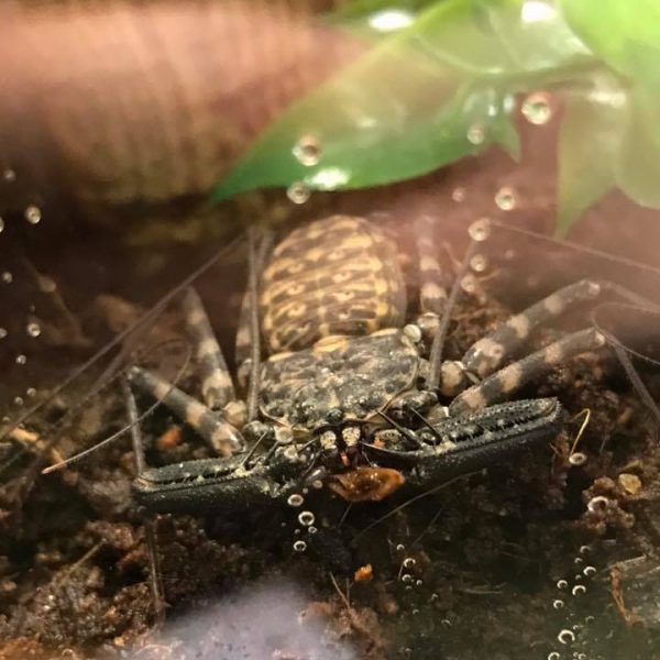 Whip scorpion