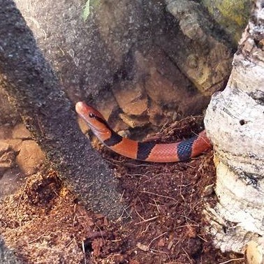 Yunnan-Rat-Snake-1a