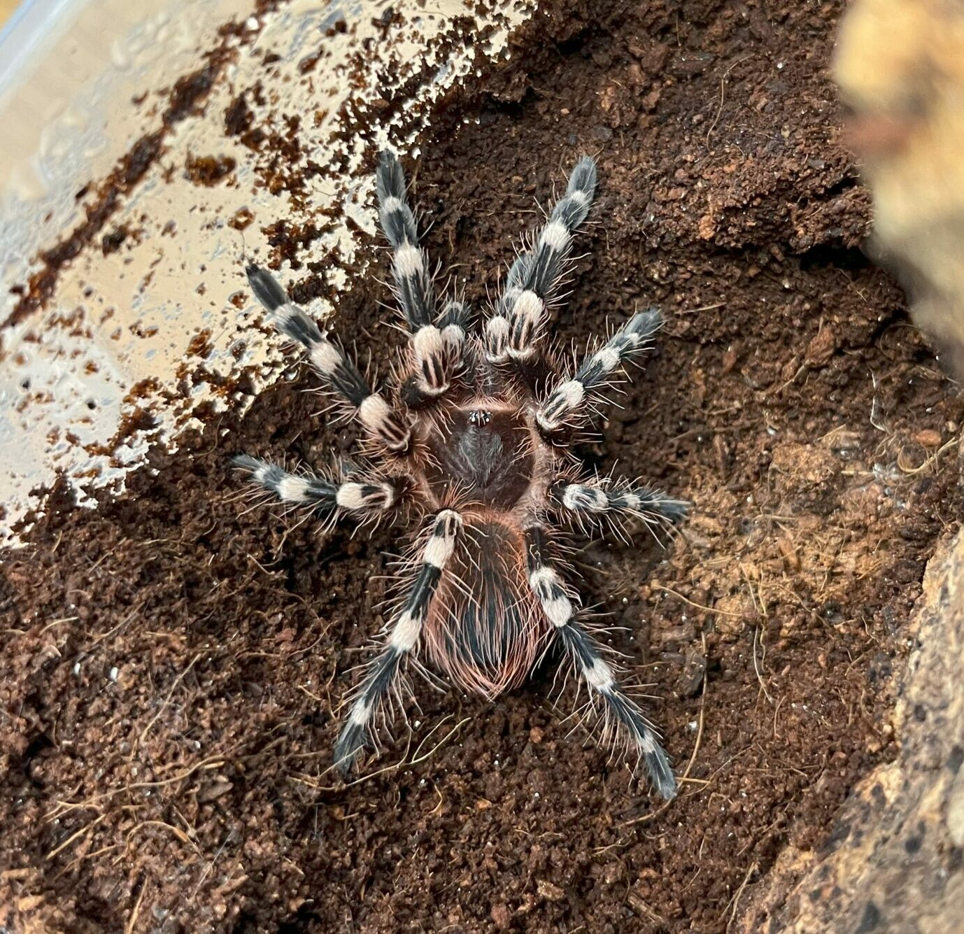 a geniculata