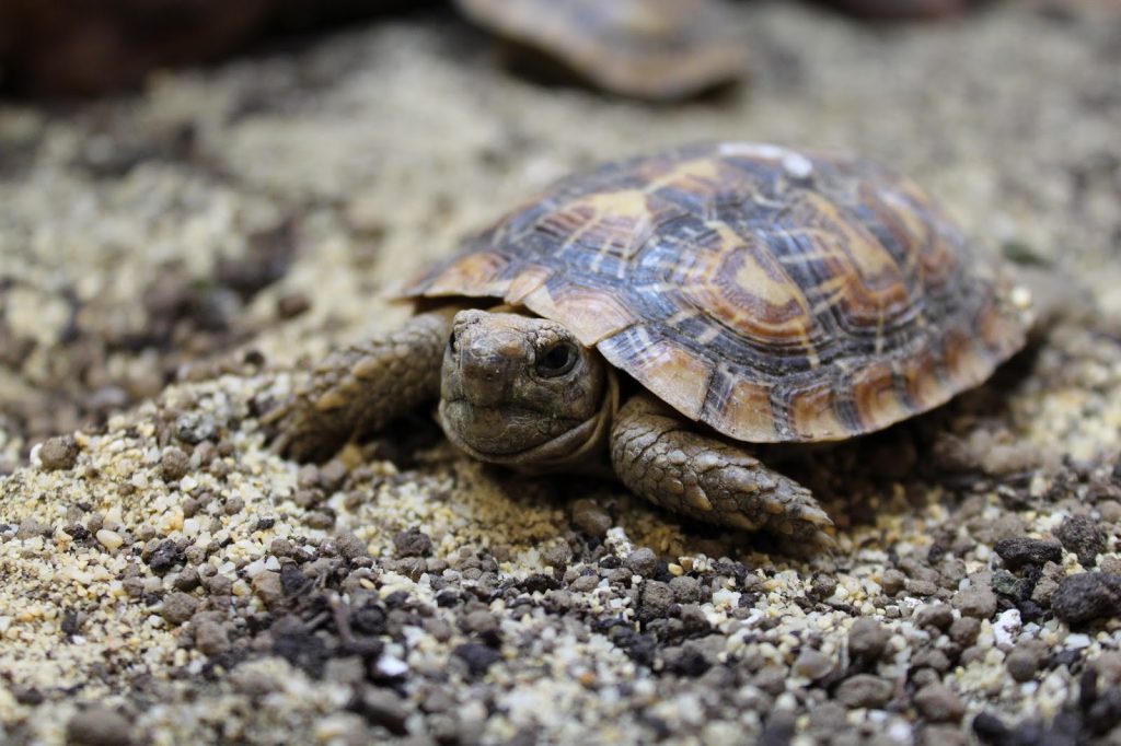 pancake-tortoise-1