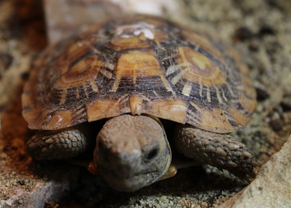 pancake-tortoise-5