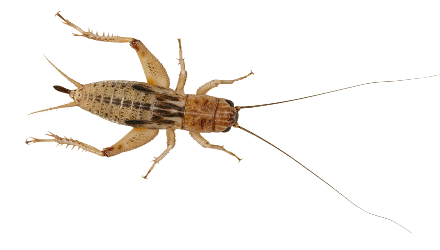 white flat bodied cricket like white flat bodied cricket like