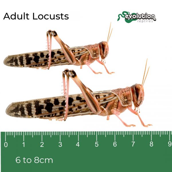 Adult Locust + ruler