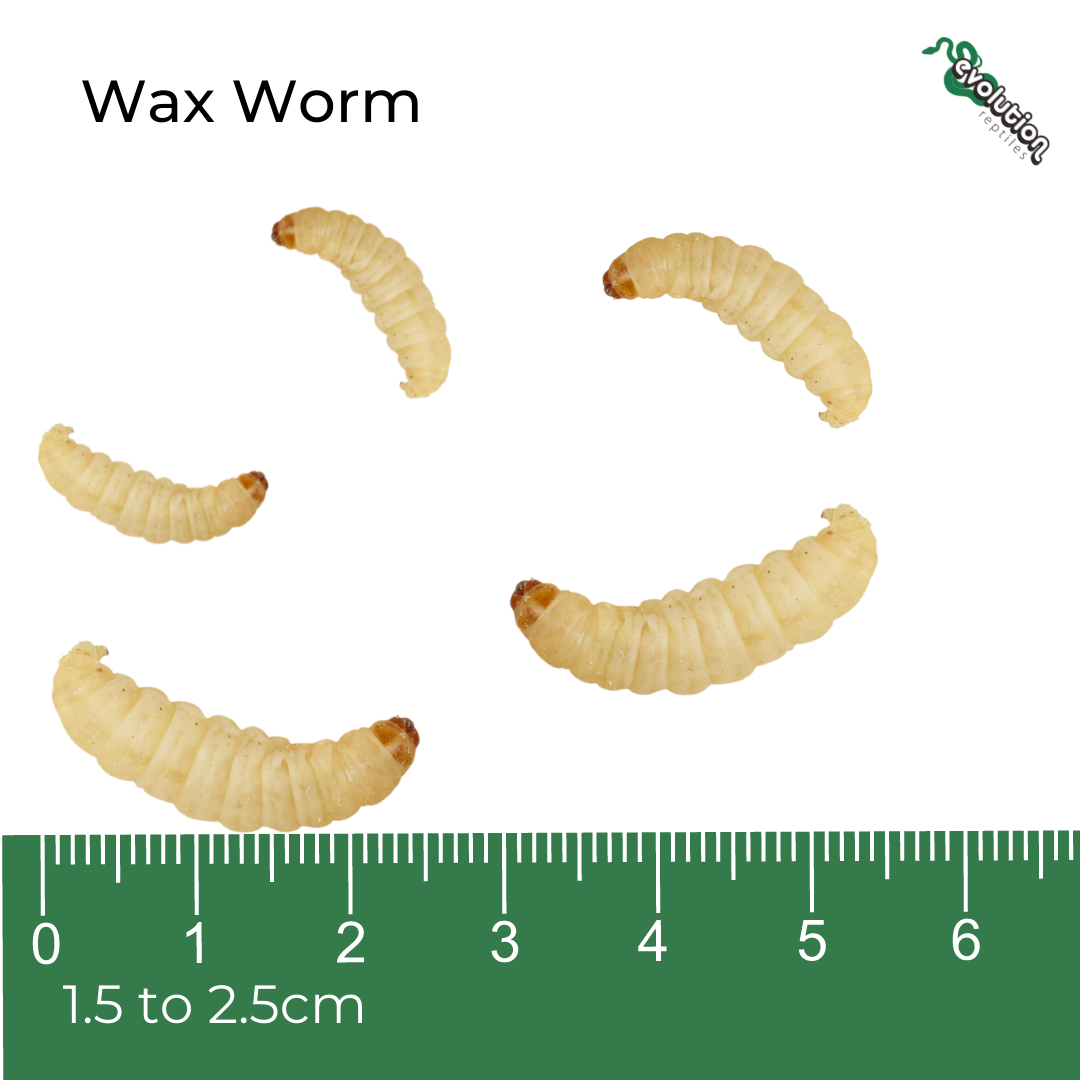 Wax Worms, Evolution Reptiles