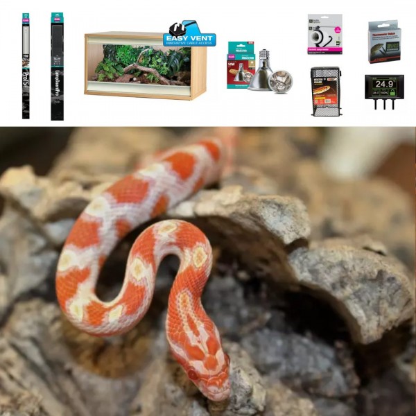 Amber Corn Snake Evolution Reptiles