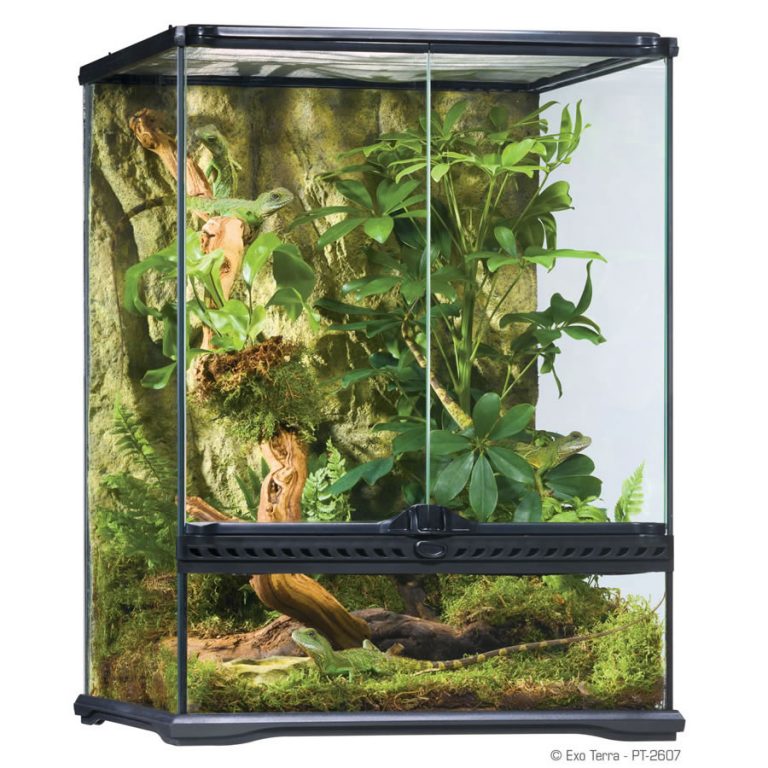 Terrarium vs Vivarium What’s the difference? Evolution Reptiles