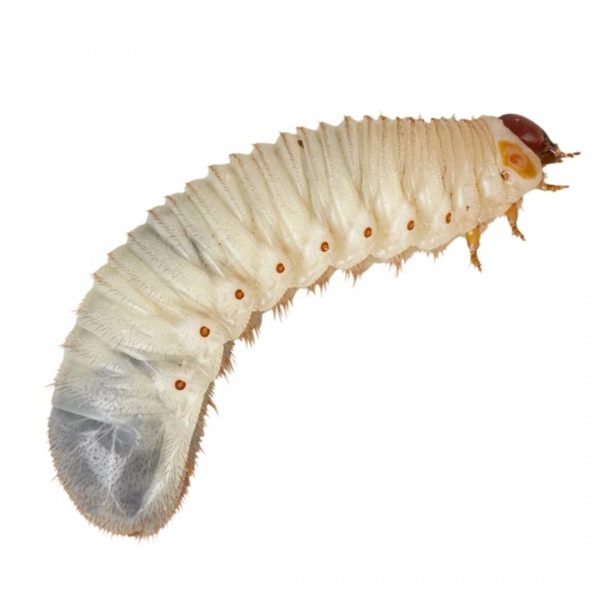 Fruit Beetle Grub