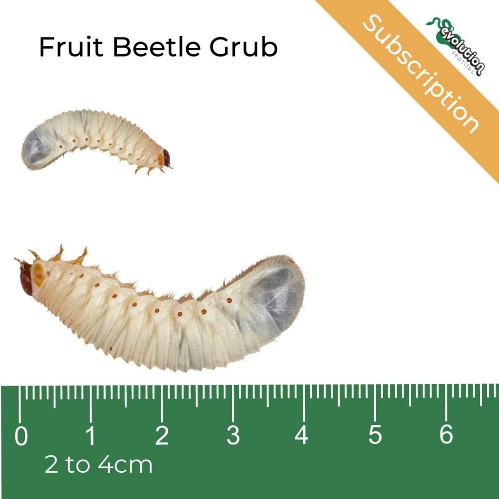 Fruit Beetle Grubs Subscription 2040mm Evolution Reptiles